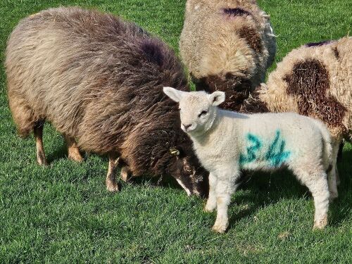 6T BADGER X TEXEL EWE & LAMB AT FOOT - BIDS FOR THE GROUP