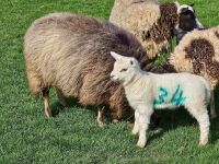6T BADGER X TEXEL EWE & LAMB AT FOOT - BIDS FOR THE GROUP - 2