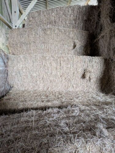 80 X 4 STRING BALES OF 2024 HAY