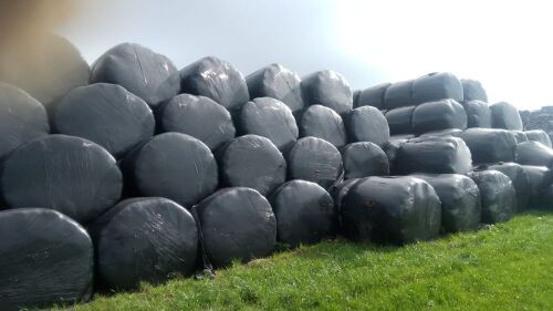 45 ROUND BALES OF 2024 SILAGE - BIDS PER BALE