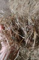 30 SQUARE BALES OF 2025 MEADOW HAY - BIDS PER BALE - 2
