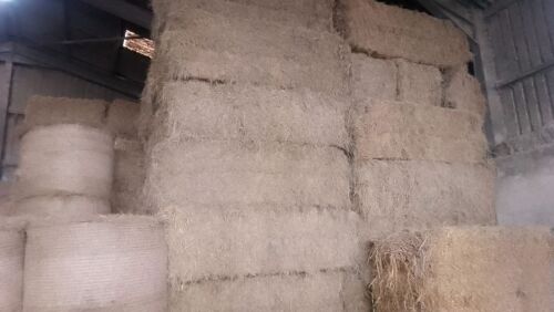 30 SQUARE BALES OF 2025 MEADOW HAY - BIDS PER BALE