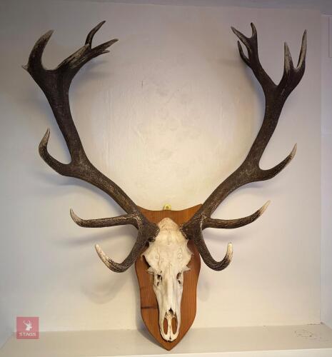 SET OF 17 POINT RED STAG ANTLERS