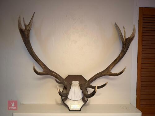 SET OF 13 RED STAG ANTLERS