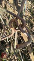 14' MOUNTED FOLDING CHAIN HARROWS - 8