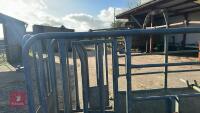 BATEMAN GALVANISED CATTLE CRUSH - 4