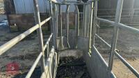 BATEMAN GALVANISED CATTLE CRUSH - 31