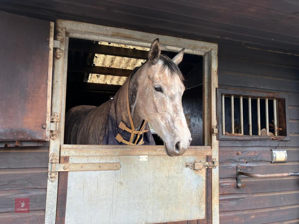 6YO GREY MARE 'WINTERS HILL'
