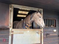 6YO GREY MARE 'WINTERS HILL' - 2