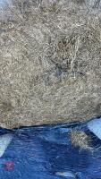 50 ROUND BALES OF 2ND CUT 2025 SILAGE - BIDS PER BALE - 2