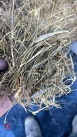 50 ROUND BALES OF 2ND CUT 2025 SILAGE - BIDS PER BALE - 3