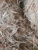 15 ROUND BALES OF 1ST CUT 2025 HAYLAGE - BIDS PER BALE - 2