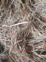 15 ROUND BALES OF 1ST CUT 2025 HAYLAGE - BIDS PER BALE - 3