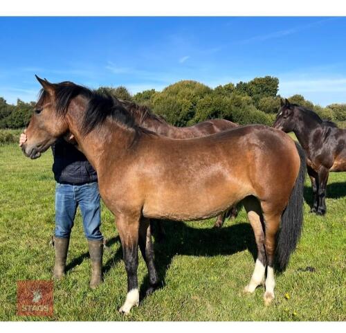 4YO NEW FOREST 14.1HH MARE