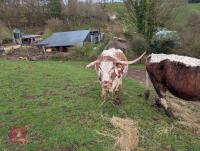 10YO PEDIGREE LONGHORN COW & CALF - BIDS FOR THE GROUP - 5