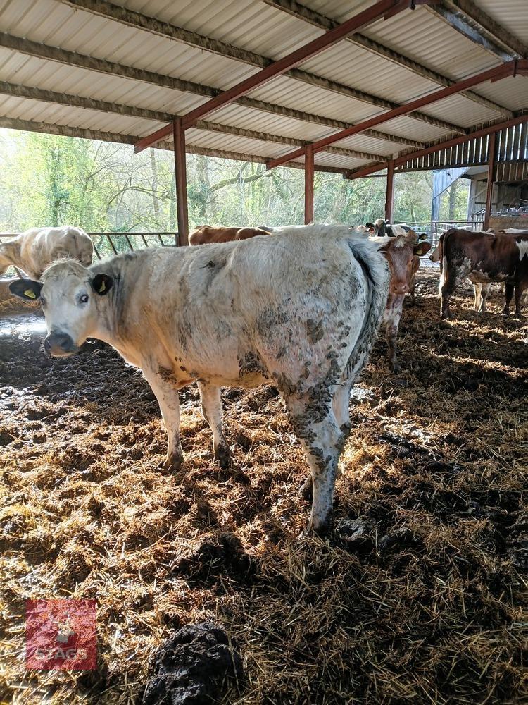 26MO BRITISH BLUE CROSS HEIFER