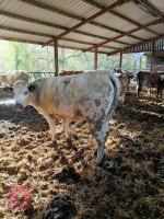 26MO BRITISH BLUE CROSS HEIFER