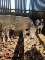 26MO BRITISH BLUE CROSS HEIFER - 3