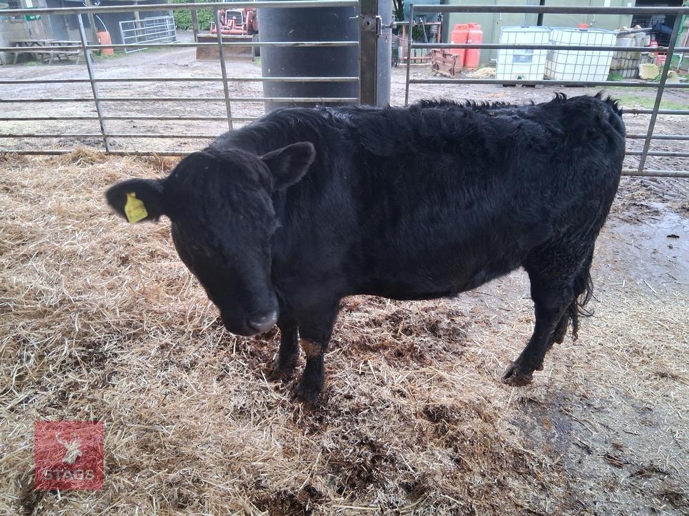 6YO PEDIGREE DEXTER COW & CALF AT FOOT - BIDS FOR THE GROUP
