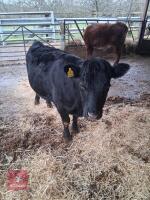 6YO PEDIGREE DEXTER COW & CALF AT FOOT - BIDS FOR THE GROUP - 2