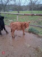 6YO PEDIGREE DEXTER COW & CALF AT FOOT - BIDS FOR THE GROUP - 5
