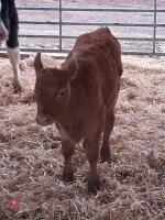 6YO PEDIGREE DEXTER COW & CALF AT FOOT - BIDS FOR THE GROUP - 6