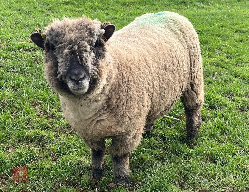 3YO PEDIGREE COLOURED RYELAND EWE