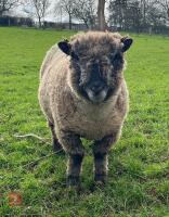 3YO PEDIGREE COLOURED RYELAND EWE - 2