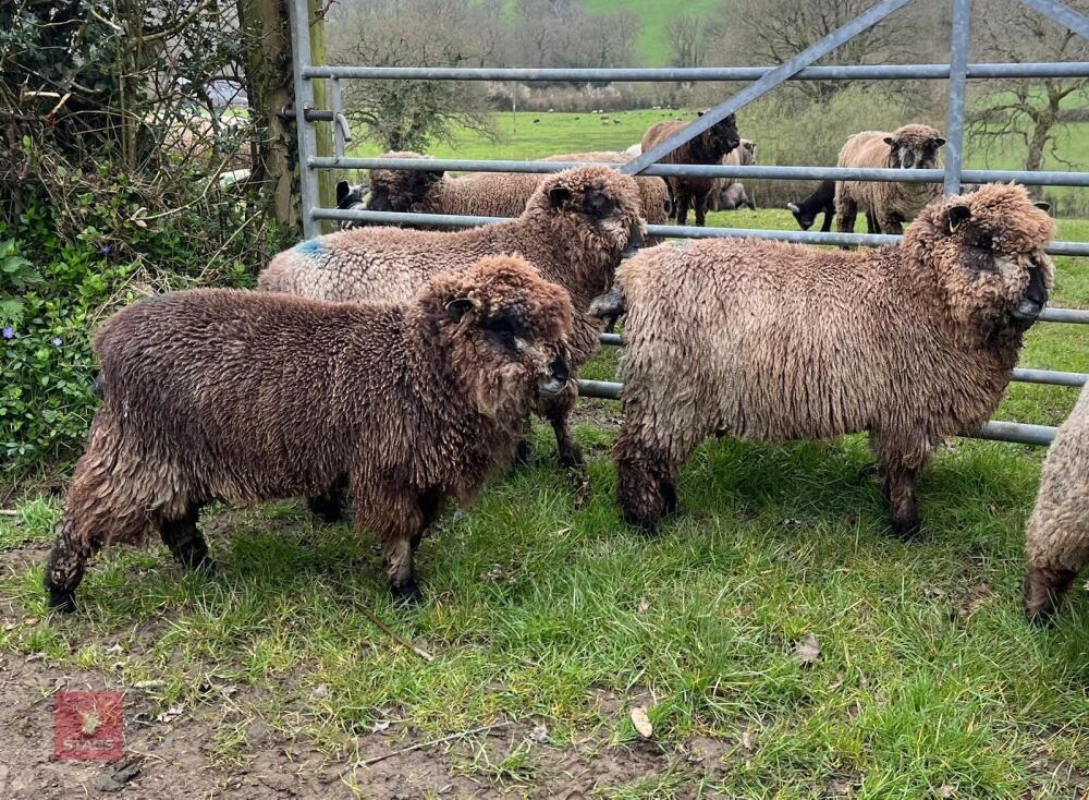 3 PEDIGREE COLOURED RYELAND YEARLING EWES - BIDS PER LIFE