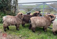 3 PEDIGREE COLOURED RYELAND YEARLING EWES - BIDS PER LIFE - 2