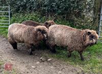 3 PEDIGREE COLOURED RYELAND YEARLING EWES - BIDS PER LIFE - 5