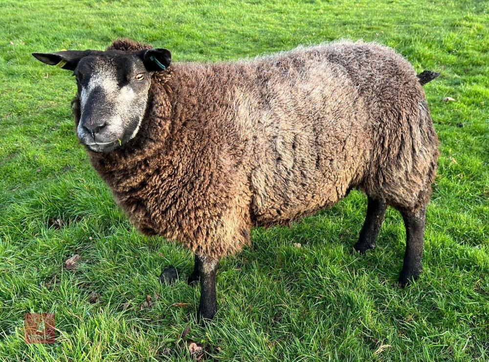 2YO PEDIGREE BLUE TEXEL EWE