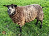 2YO PEDIGREE BLUE TEXEL EWE