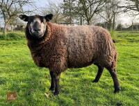 2YO PEDIGREE BLUE TEXEL EWE - 3