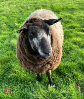 2YO PEDIGREE BLUE TEXEL EWE - 6