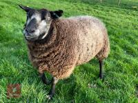 2YO PEDIGREE BLUE TEXEL EWE - 7