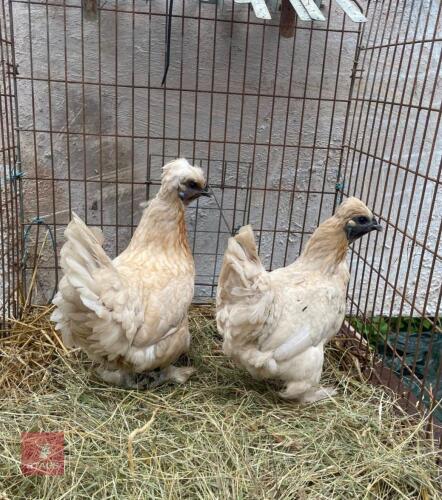 2 BUFF PEKIN X SILKIE HENS - BIDS PER LIFE