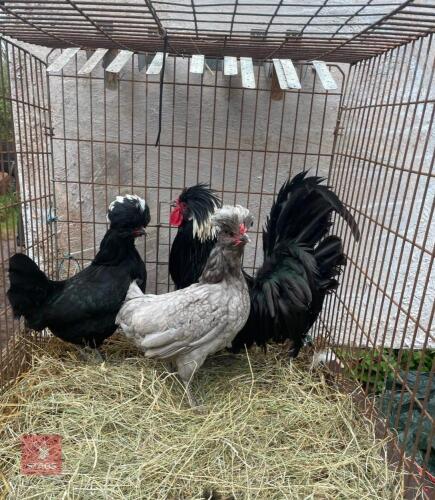 TRIO OF PUREBRED POLISH BANTAMS - BIDS PER LIFE
