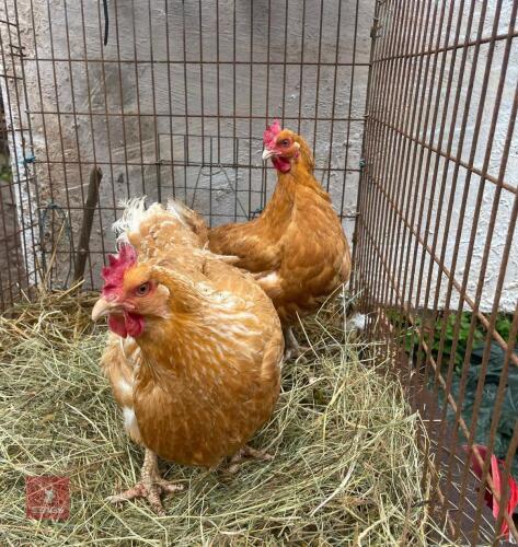 2 PUREBRED HUBBARD HENS - BIDS PER LIFE