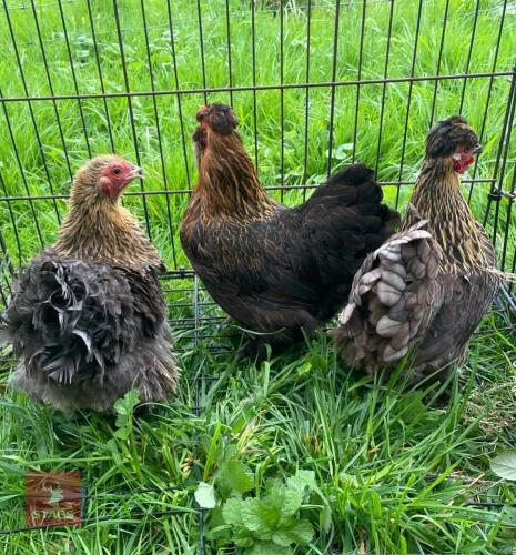 3 BLACK PEKIN X SILKIE HENS - BIDS PER LIFE