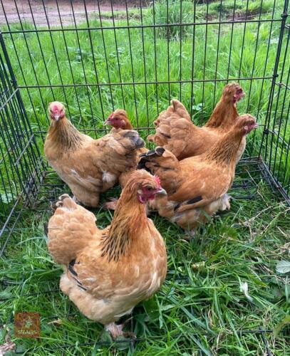 5 BUFF PEKIN X SILKIE HENS - BIDS PER LIFE
