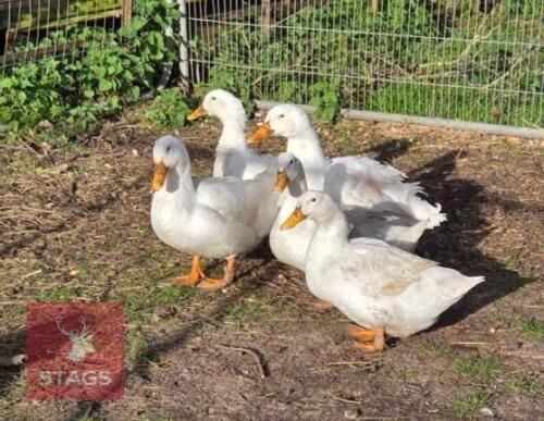 TRIO OF 11MO AYLESBURY DUCKS - BIDS PER LIFE