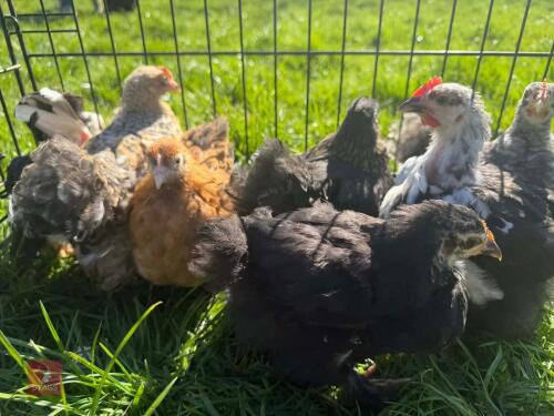7 X 8WK UNSEXED PEKIN BANTAMS - BIDS FOR THE GROUP