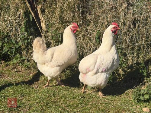 2 AMBER WHITE STAR HYBRID HENS - BIDS PER LIFE