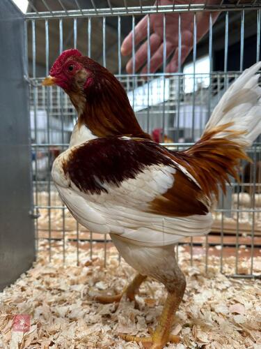 TRIO OF MUFF OLD ENGLISH GAME BANTAMS - BIDS PER LIFE