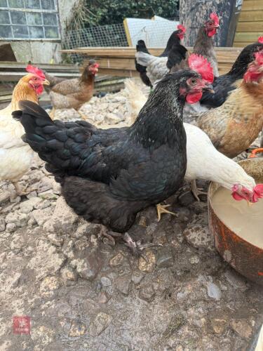 TRIO OF SILVER BACKED MARANS - BIDS PER LIFE