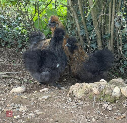 TRIO OF BLACK SILKIES - BIDS PER LIFE