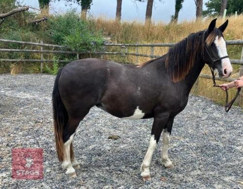 3YO CRIOLLO FILLY