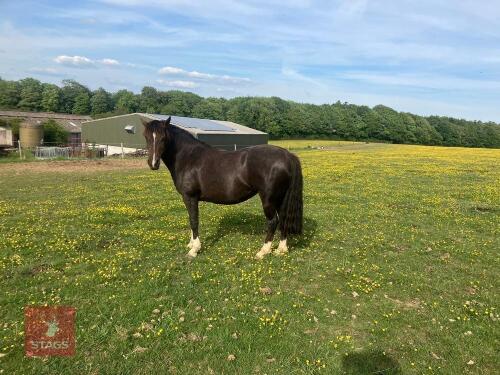 12YO CRIOLLO 14.1HH BROODMARE