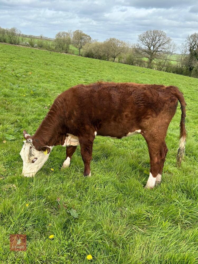 12MO HEREFORD HEIFER